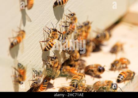 Selektive Aufnahme einer Gruppe von Bienen auf einem Holzschreibtisch im Hintergrund Stockfoto