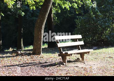 Holzbank vor grünen Bäumen und Sträuchern an einem sonnigen Tag Stockfoto