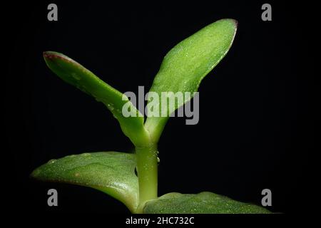 Nahaufnahme der ficus nana Pflanze (Geldanlage) auf schwarzem Hintergrund mit Regentropfen isoliert Stockfoto