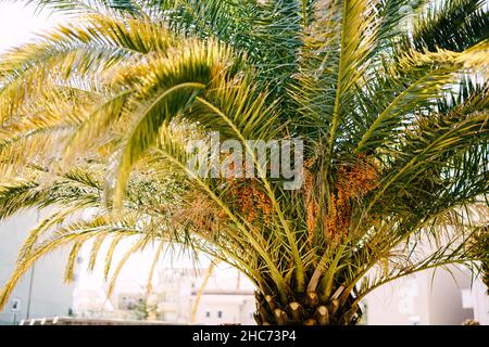 Reife gelbe Datteln wachsen auf einer grünen Palme Stockfoto