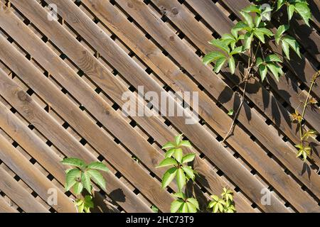 Laub von wilden Trauben auf einem antiken Holzhintergrund mit Platz zum Kopieren. Die Holzmauer des alten Dorfzauns. Hochwertige Fotos Stockfoto