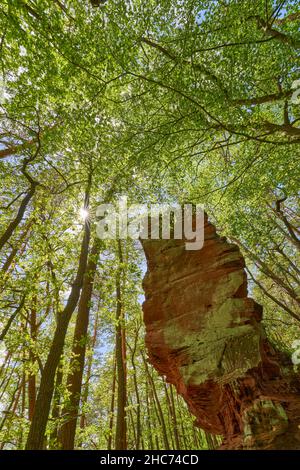Vertikale, niedrige Winkelaufnahme eines hohen Felsens in einem Wald, Pfälzerwald, Deutschland Stockfoto