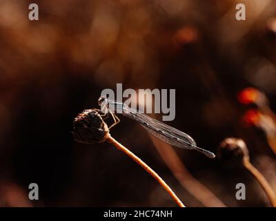 Nahaufnahme eines Glühwürmchen, der auf einem Blatt im unscharfen Hintergrund sitzt. Stockfoto