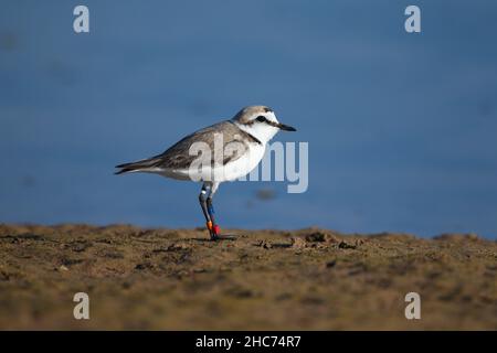 Diese Kentish-Plünderer wurden stark beringt, was die Beobachtung auf dem Feld fördert, aber die jüngsten Fortschritte bei der Satellitenkennzeichnung könnten Ringe überflüssig machen. Stockfoto