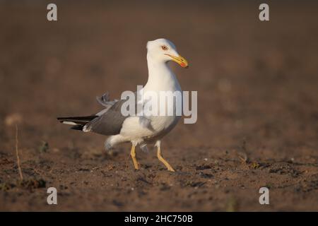 Auf Lanzarote werden auf den bewirtschafteten Wüstenböden häufig in großer Zahl Gelbmöwen gefunden, die nach Beutetieren von Wirbellosen suchen. Stockfoto