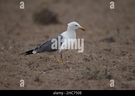 Auf Lanzarote werden auf den bewirtschafteten Wüstenböden häufig in großer Zahl Gelbmöwen gefunden, die nach Beutetieren von Wirbellosen suchen. Stockfoto