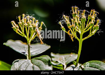 Nahaufnahme von im Freien wachsenden gewöhnlichen Dogwood-Pflanzen Stockfoto