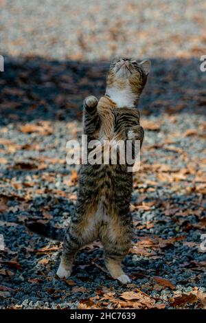Vertikale Aufnahme einer aufschauenden grauen Katze während des Tages Stockfoto