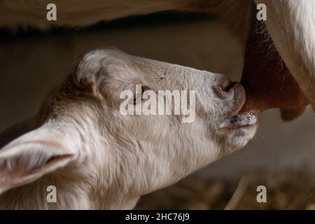 Nahaufnahme einer Ziege, die vom Euter ihrer Mutter saugt. Vorstellung vom Tierleben auf einem Bauernhof Stockfoto