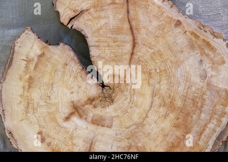 Runde Holzplatte aus Ulmenholz mit einem großen Riss. Stockfoto