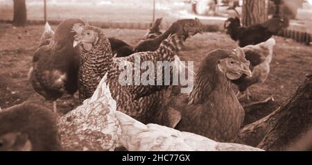 Haltung von Legehennen in einem freien Bereich Farm. Diese Hühner legen erste Qualität Bio Eier. Stockfoto
