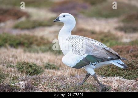 Upland Goose (Chloephaga picta), Sea Lion Island, Falkland Islands, Südamerika Stockfoto