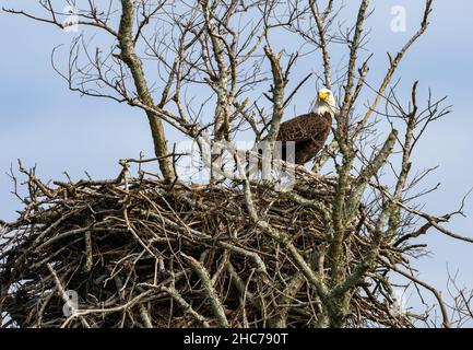 Ein erwachsener Weißkopfadler (Haliaeetus leucocephalus), der auf seinem Nest steht. Matagorda, Texas, USA. Stockfoto