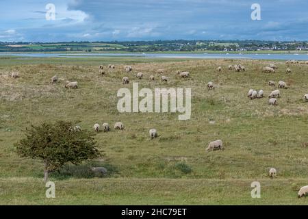 Wunderschöne Landschaft bei Agon-Coutainville in der Normandie, die pointe d’Agon, mit Schafen im Moor Stockfoto