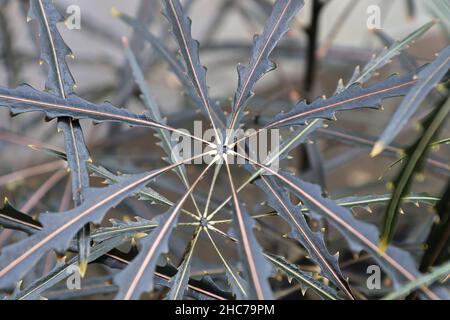 Makro des Blattes zentriert sich auf eine False Aralia Pflanze Stockfoto