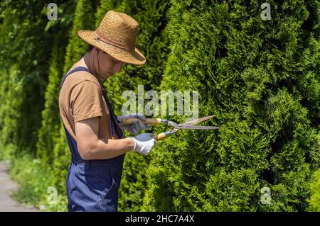 Ein professioneller Gärtner schneidet einen Thuja-Baum für eine bessere Form Stockfoto