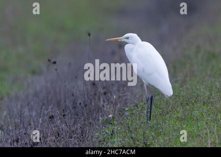 Westlicher Großreiher (Ardea alba), Einzelperson, die auf dem Boden steht, Kampanien, Italien Stockfoto