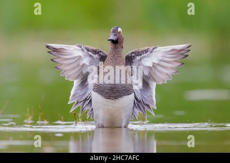 Garganey (Anas querquedula), erwachsenes Männchen, das mit den Flügeln flatscht, Kampanien, Italien Stockfoto