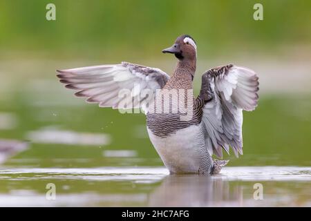 Garganey (Anas querquedula), erwachsenes Männchen, das mit den Flügeln flatscht, Kampanien, Italien Stockfoto