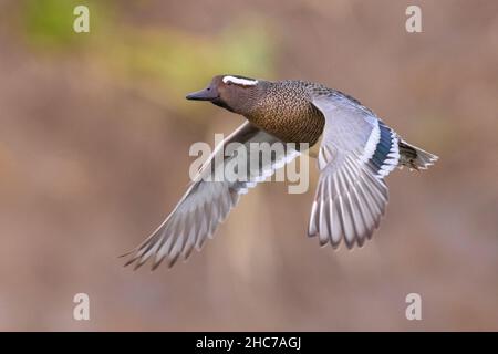 Garganey (Anas querquedula), erwachsenes Männchen im Flug, Kampanien, Italien Stockfoto