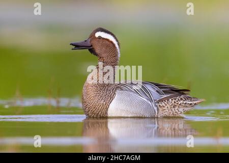 Garganey (Anas querquedula), Seitenansicht eines erwachsenen Mannes, Kampanien, Italien Stockfoto