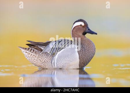 Garganey (Anas querquedula), Seitenansicht eines erwachsenen Mannes, der im Wasser steht, Kampanien, Italien Stockfoto