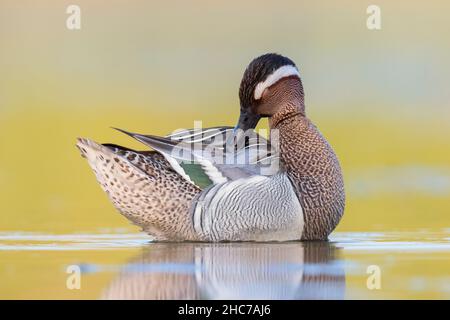 Garganey (Anas querquedula), Seitenansicht eines erwachsenen Männchen, Kampanien, Italien Stockfoto