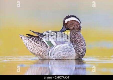 Garganey (Anas querquedula), Seitenansicht eines erwachsenen Männchen, Kampanien, Italien Stockfoto