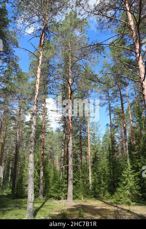 Kiefernwald Sommerlandschaft, hohe Pinien im Vordergrund Stockfoto