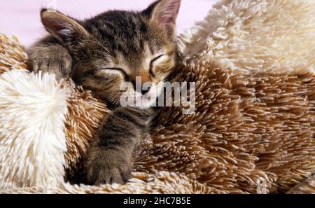 Niedliche Katze schläft auf Teppich Nahaufnahme Foto Stockfoto