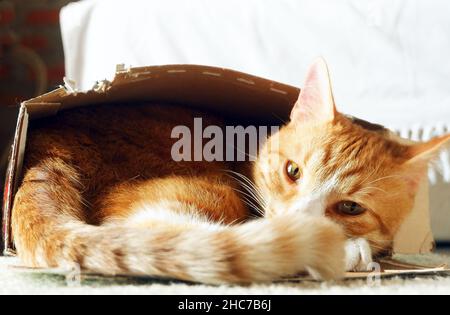 Ziemlich nach rote Katze schläft in Feld Stockfoto