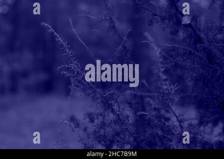 Die Unschärfe sprießt aus Spargelpflanzen, Asparagus acutifolius oder Wacholder auf einem verschwommenen grünen Hintergrund im Herbstwald. Nahaufnahme mit grüner Struktur. Farbe von Stockfoto