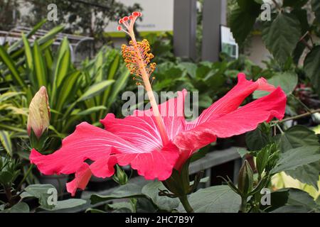 Seitenansicht der blühenden rosa Hibiskusblüten Stockfoto