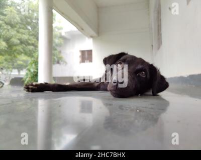 Stock Foto von unschuldigen schwarzen Farbe patterdale Terrier Brot Hund liegt auf der Veranda und Blick auf die Kamera. Hund haben schöne braune Farbe Augen. P Stockfoto