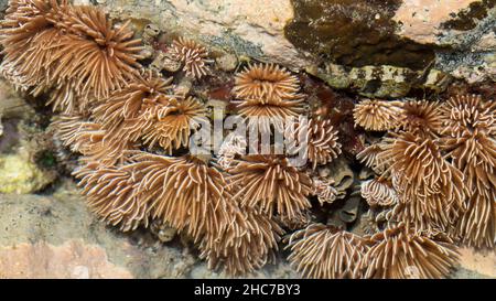 Fan Coral Underwater bei Bargara Rock Bundaerg QLD Australien Stockfoto