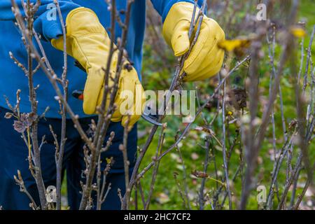 Beschneidung von Johannisbeerbüschen im Herbst. Gartenarbeit. Der Beschneider in den Händen des Gärtners. Stockfoto