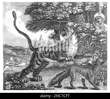 Gravierte Illustration des Fuchs und des Tigers, mit der Moral, Es gibt immer einige verletzliche Teil in der stärksten Rüstung, aus 1793 erste Ausgabe Stockfoto