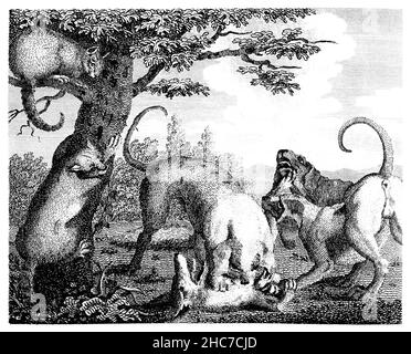 Eingravierte Illustration der Katze und des Fuchses, eine Geschichte von einer erfolgreichen Strategie, anstatt aus vielen wählen zu müssen, von 1793 First Editio Stockfoto