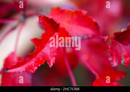 Rote scharlachrote Eiche Quercus coccinea Blätter im Herbst. Nahaufnahme Stockfoto