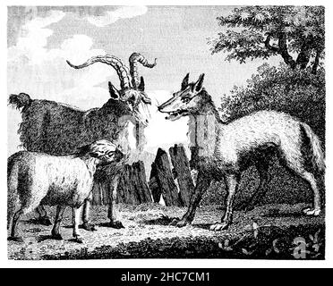 Eingravierte Illustration des Wolfes, des Lammes und der Ziege, eine Geschichte über das Erkennen einer falschen Anziehungskraft, aus der ersten Ausgabe von Stockdale’s Aesop’s Fab von 1793 Stockfoto