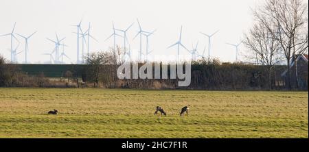 Ein zwei Hirsche, die auf einem Feld grasen, und ein Kaninchen, das neben ihnen mit elektrischen Windmühlen auf dem Rücken sitzt Stockfoto
