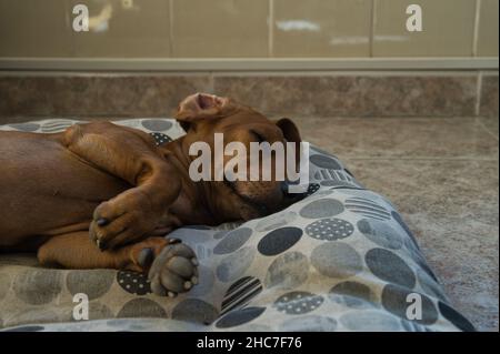 Schöner reinroter, rothaariger Dackel, auch Dackel, Wiener Hund oder Dackel genannt, der in einer Decke auf seinem Bett und auf dem Sofa schläft, l Stockfoto