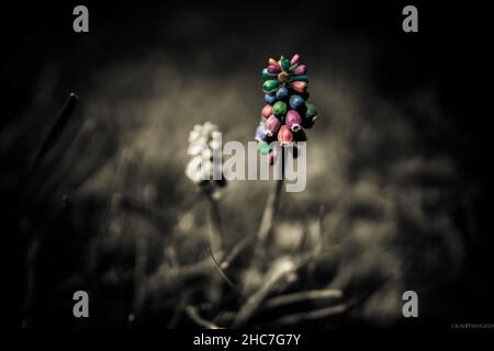 Nahaufnahme der Muscari armeniacum Blume oder allgemein bekannt als bunte Traubenhyazinthe Stockfoto