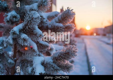 Winterwald. Nadeläste sind mit Schnee bedeckt. Kiefer Zweig in einer Nahaufnahme von Schneekristallen auf einem Hintergrund von Schnee in einem Wintertag Stockfoto