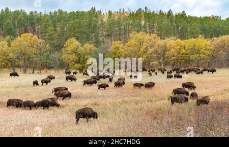 Bison (Bison Bison)-Herde, die auf Gräsern grast, Custer SP, South Dakota, Spätherbst, USA, Von Dominique Braud/Dembinsky Photo Assoc Stockfoto