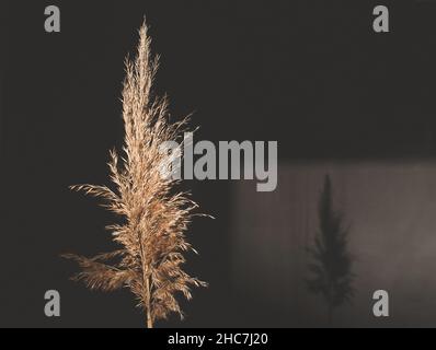 Trockenes Schilfrohr, auf schwarzem Hintergrund. Küstenschilf auf dunklem Hintergrund mit einer Silhouette an der Wand Stockfoto
