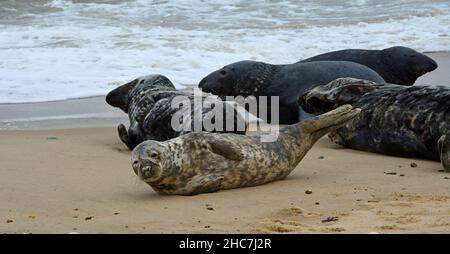 Graue Robben am Strand mit Meer im Hintergrund. Stockfoto