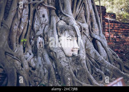 Kopf einer Buddha-Statue, gefangen in Baumwurzeln im Wat Mahathat in Ayutthaya, Thailand Stockfoto