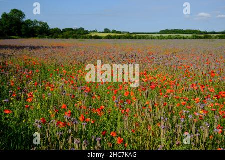 Mohnblumen im Suffolk Field im Frühsommer Stockfoto