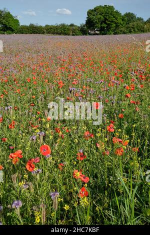 Wildblumen und Mohnblumen Suffolk Field juni Stockfoto